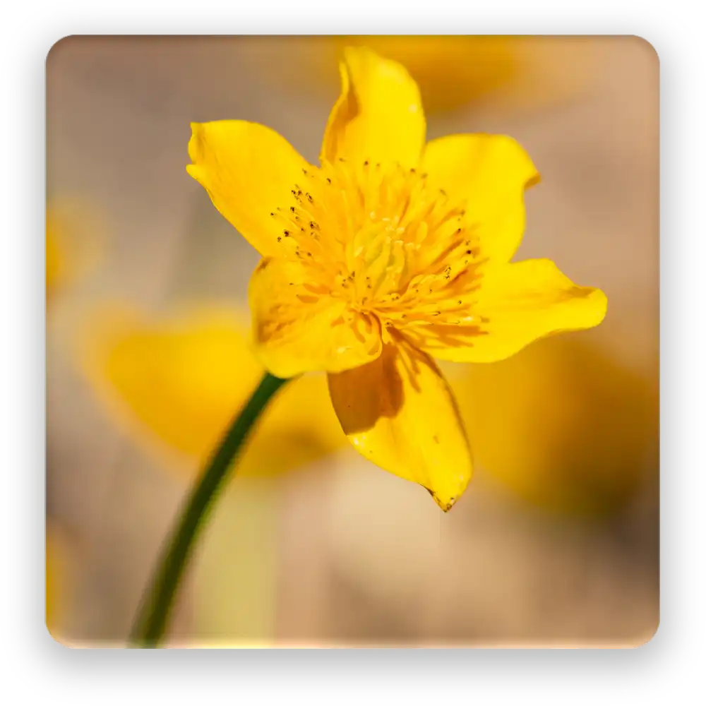 Yellow Flower Fridge Magnet