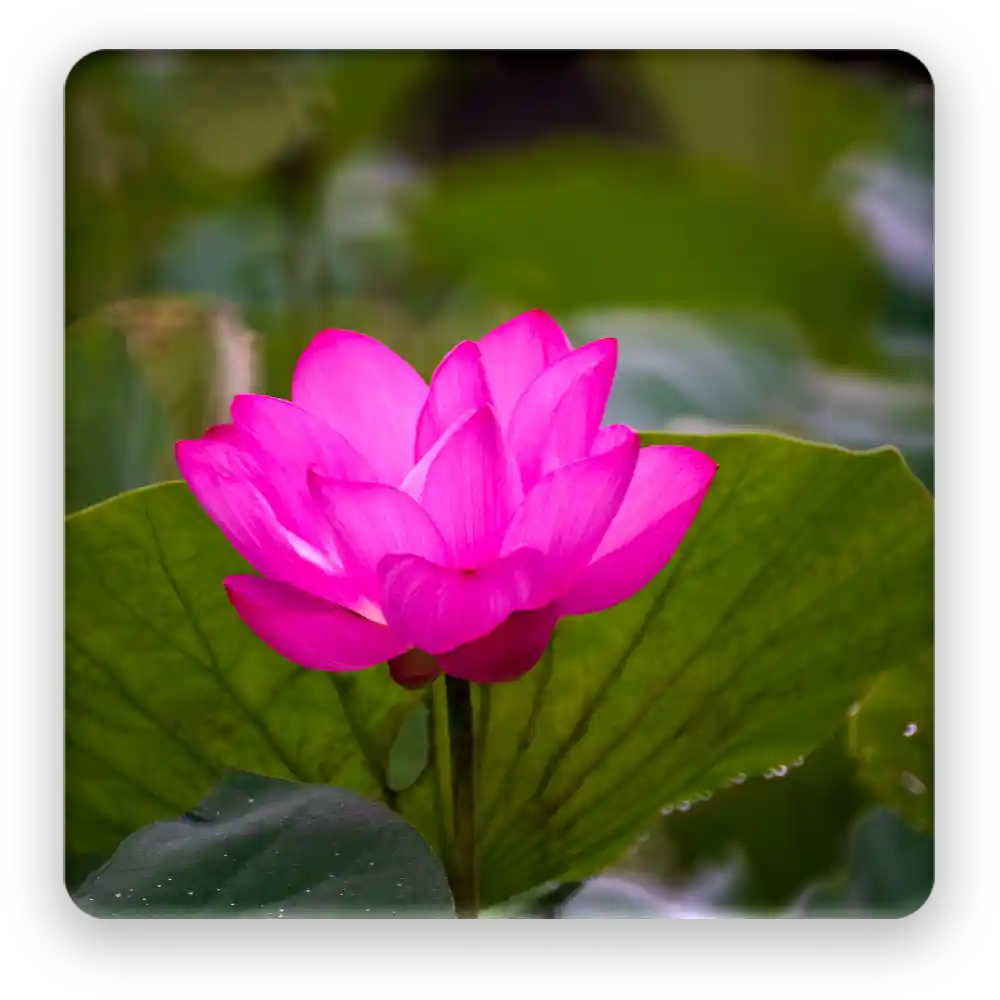 Lotus Fridge Magnet