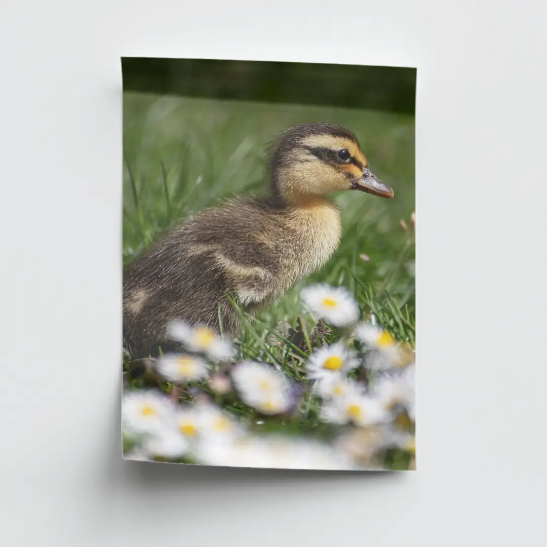 Customized Paper Posters Pack Of 5 - Image 8